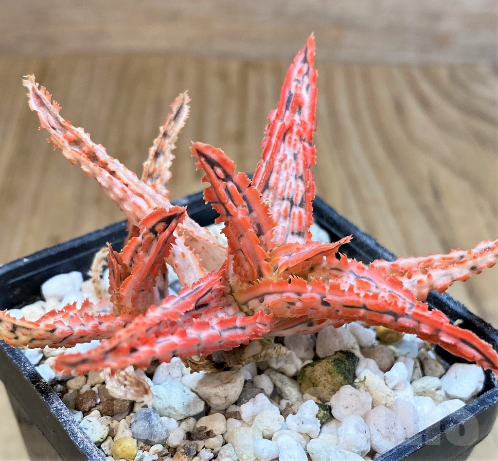 SH4704 Aloe TCT hybrid - 画像 (2)