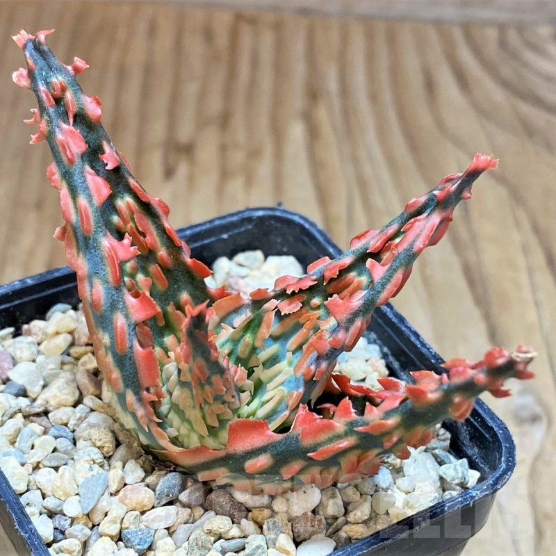 SH4802 Aloe TCT hybrid