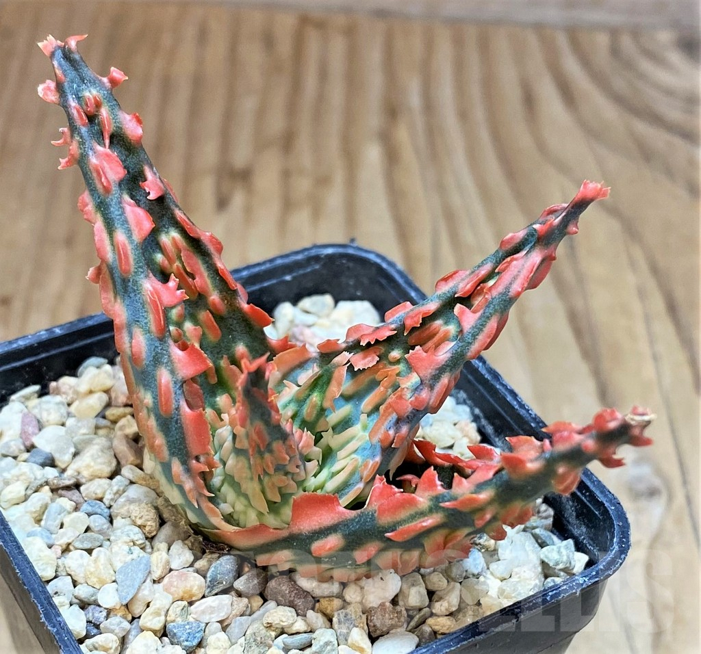 SH4802 Aloe TCT hybrid