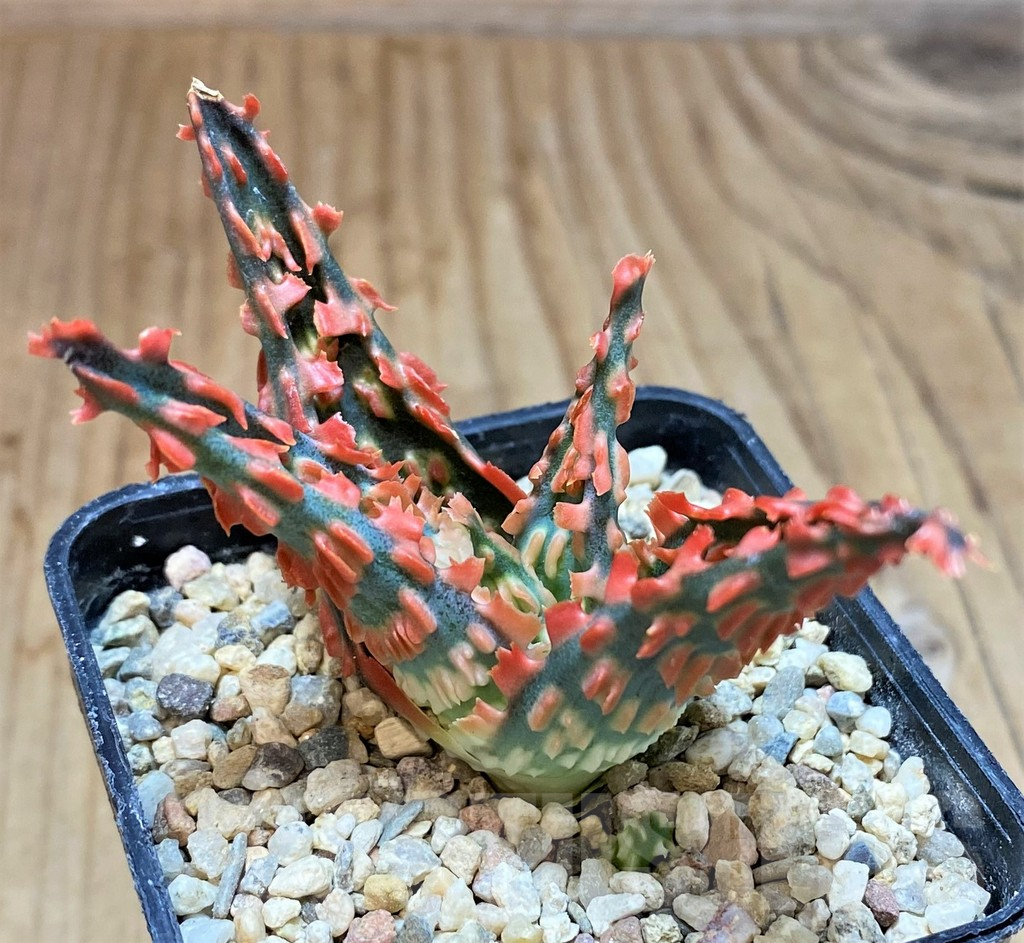 SH4802 Aloe TCT hybrid - Image 2