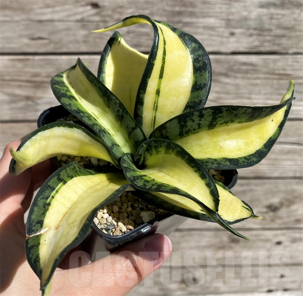 SH4838 Sansevieria 'Golden Wendy'