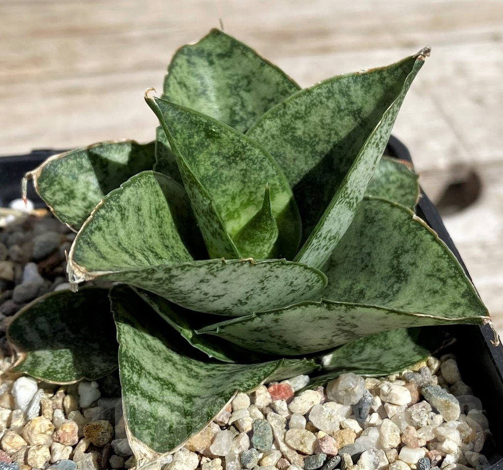 SH4841 Sansevieria 'Frozen Rose'