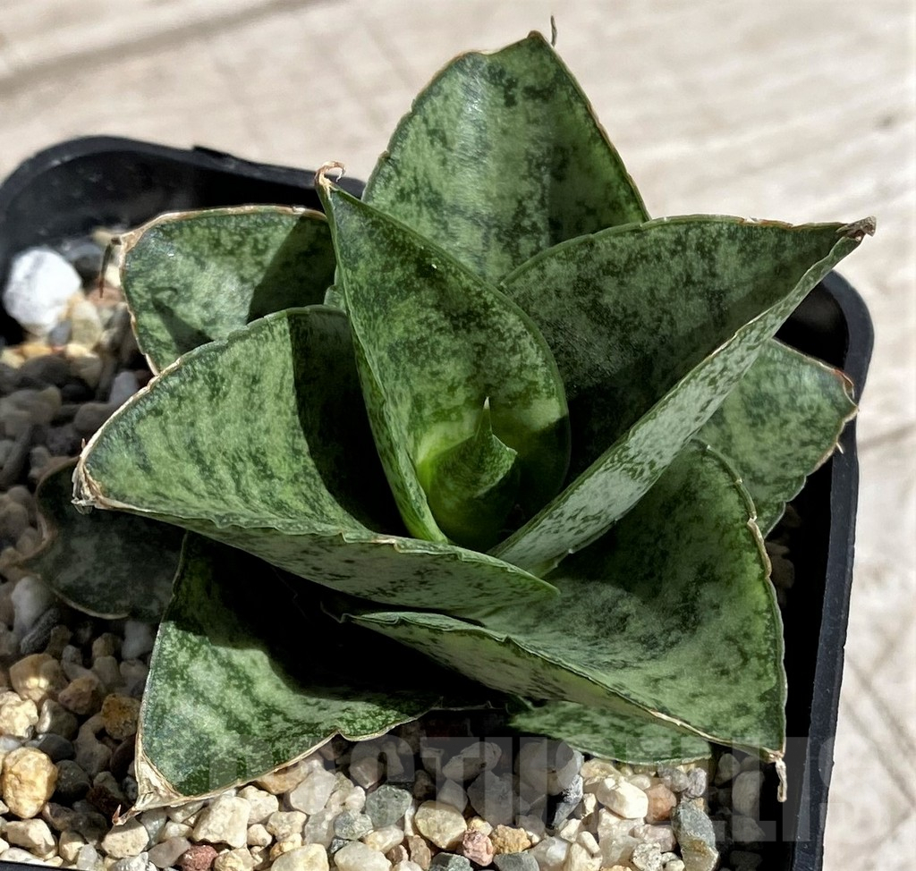 SH4841 Sansevieria 'Frozen Rose' - Image 2