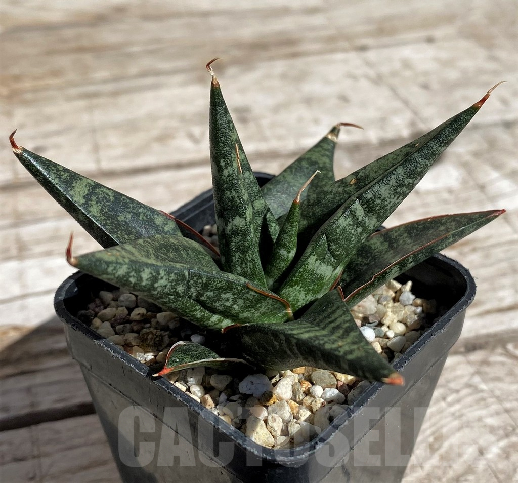 SH4842 Sansevieria 'Black diamond'