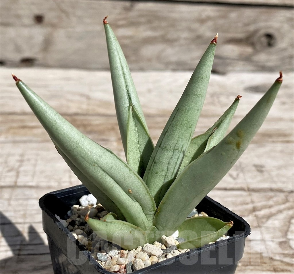 SH4843 Sansevieria 'Silver Crown'