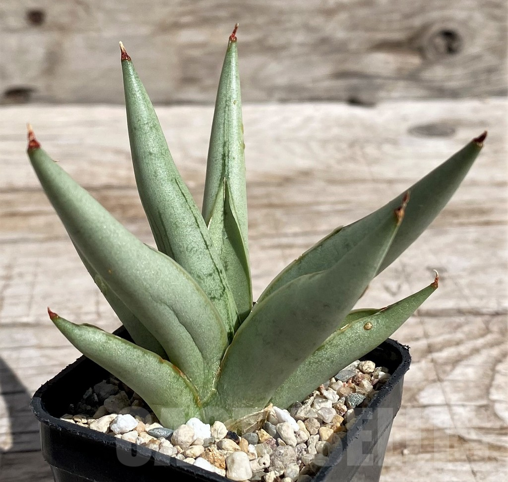 SH4843 Sansevieria 'Silver Crown' - 画像 (2)