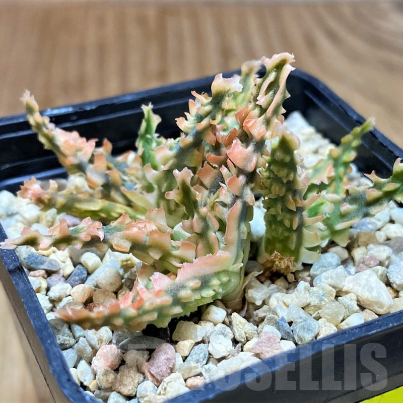 SH4803 Ale TCT hybrid