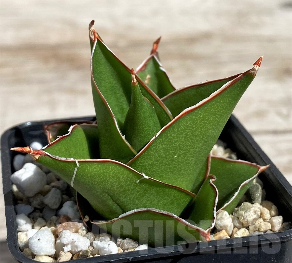 SH4844 Sansevieria 'Tower'