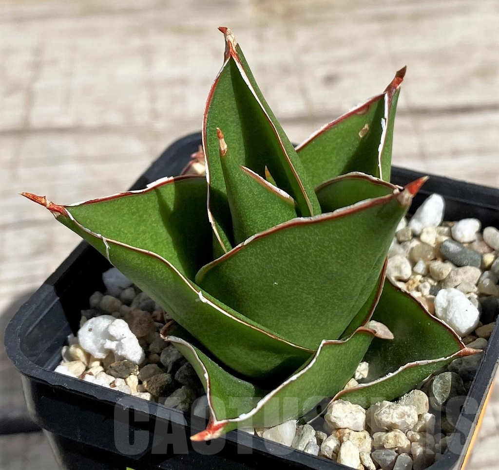 SH4844 Sansevieria 'Tower' - Зображення 2