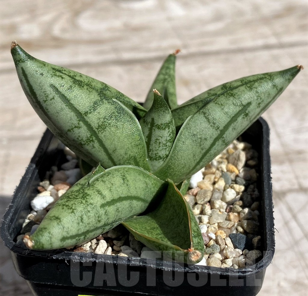 SH4846 Sansevieria 'Manee'