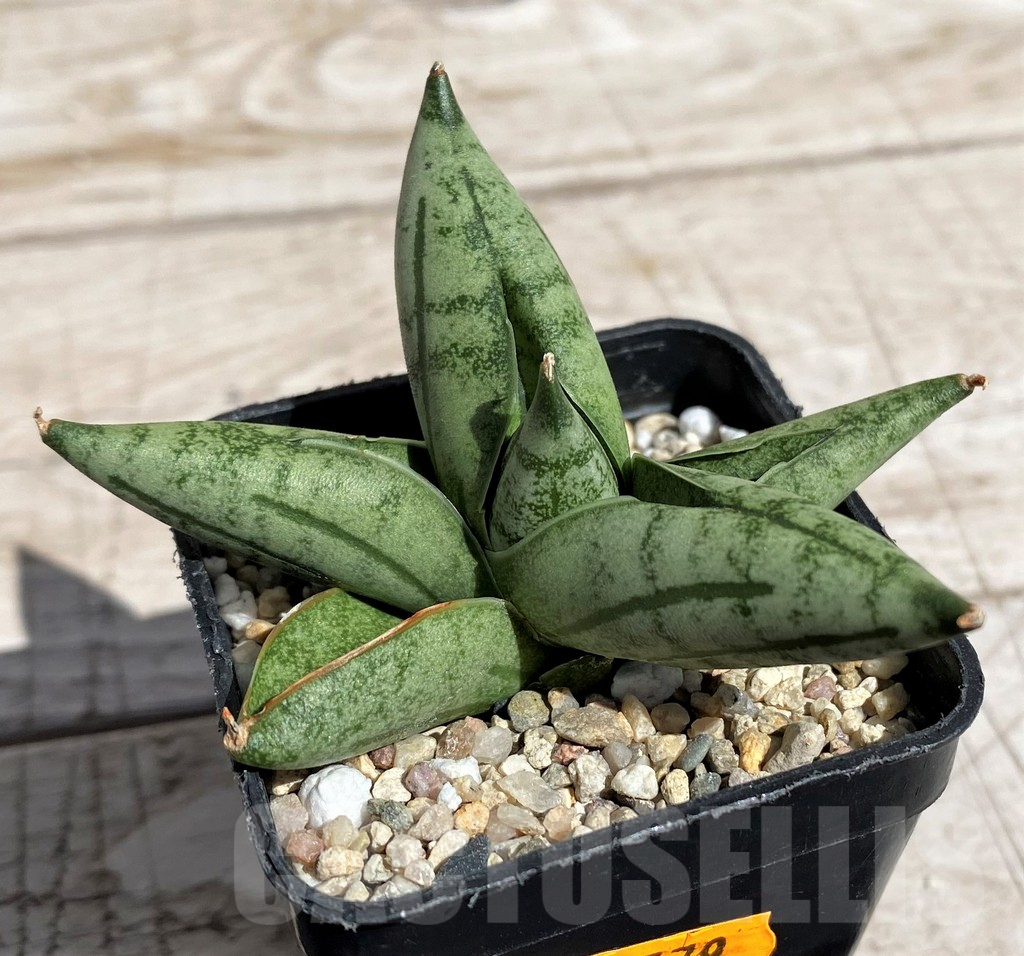 SH4846 Sansevieria 'Manee' - Imagen 2
