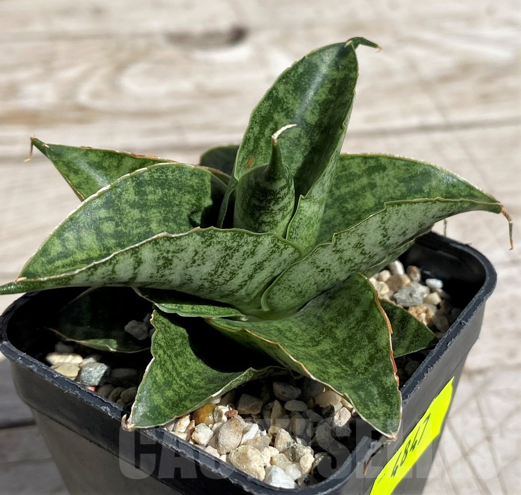 SH4847 Sansevieria 'Sindoro' - Imagen 2
