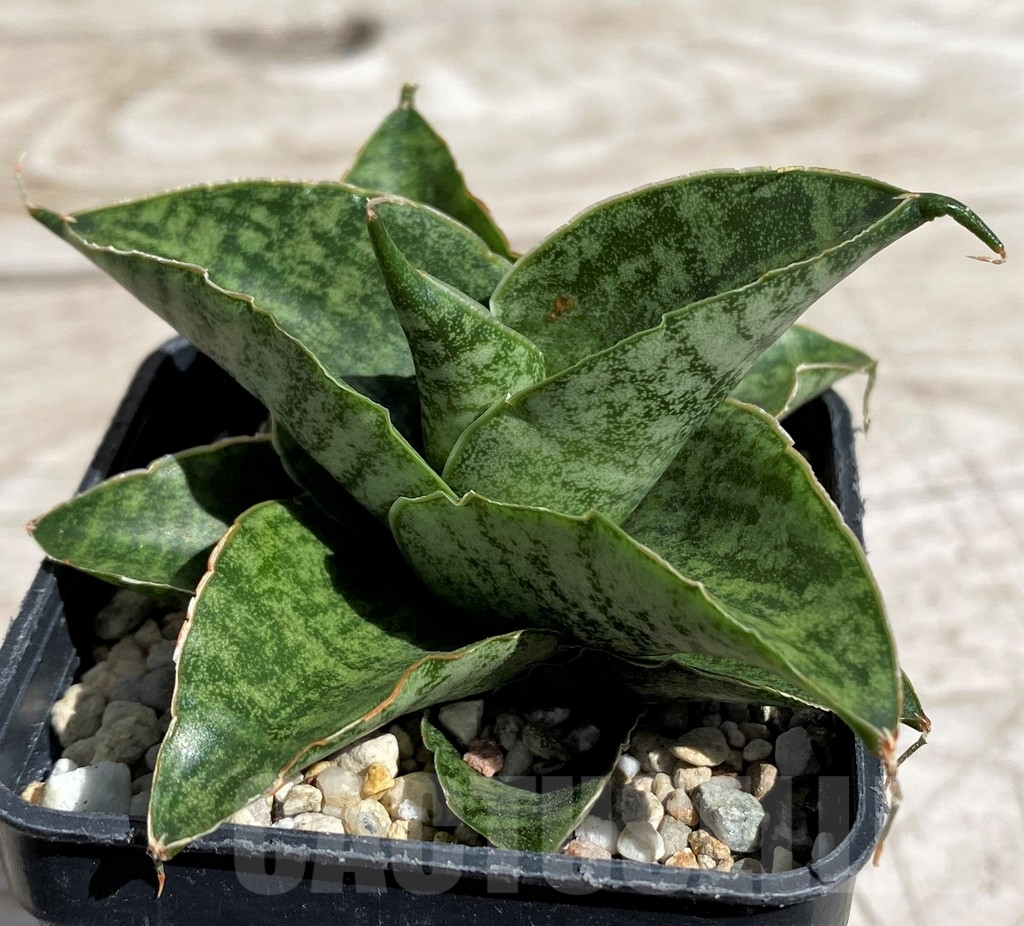 SH4847 Sansevieria 'Sindoro'