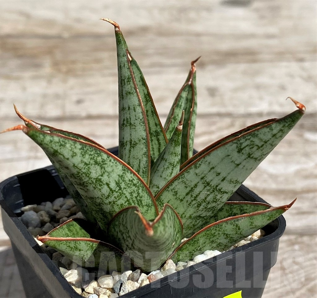 SH4848 Sansevieria 'Rockman'