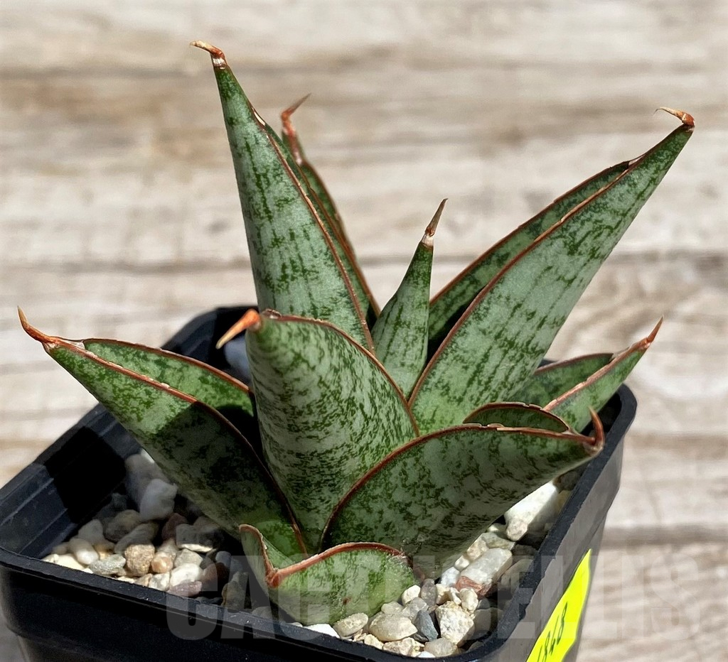 SH4848 Sansevieria 'Rockman' – Bild 2