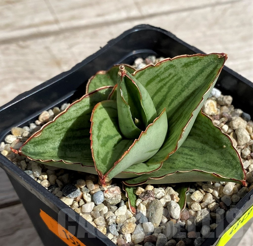 SH4849 Sansevieria 'Hobbit' - Image 2