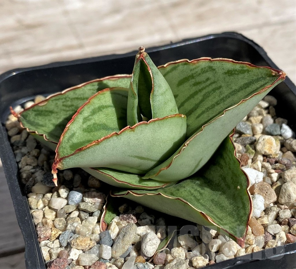 SH4849 Sansevieria 'Hobbit'