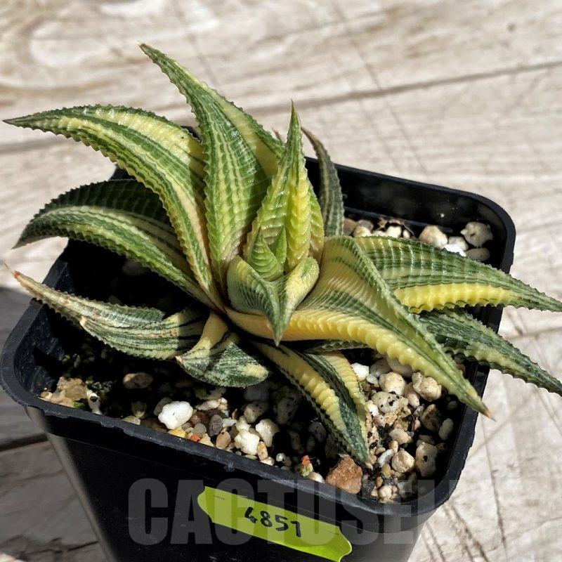 SH4851 Haworthia limifolia f. variegata