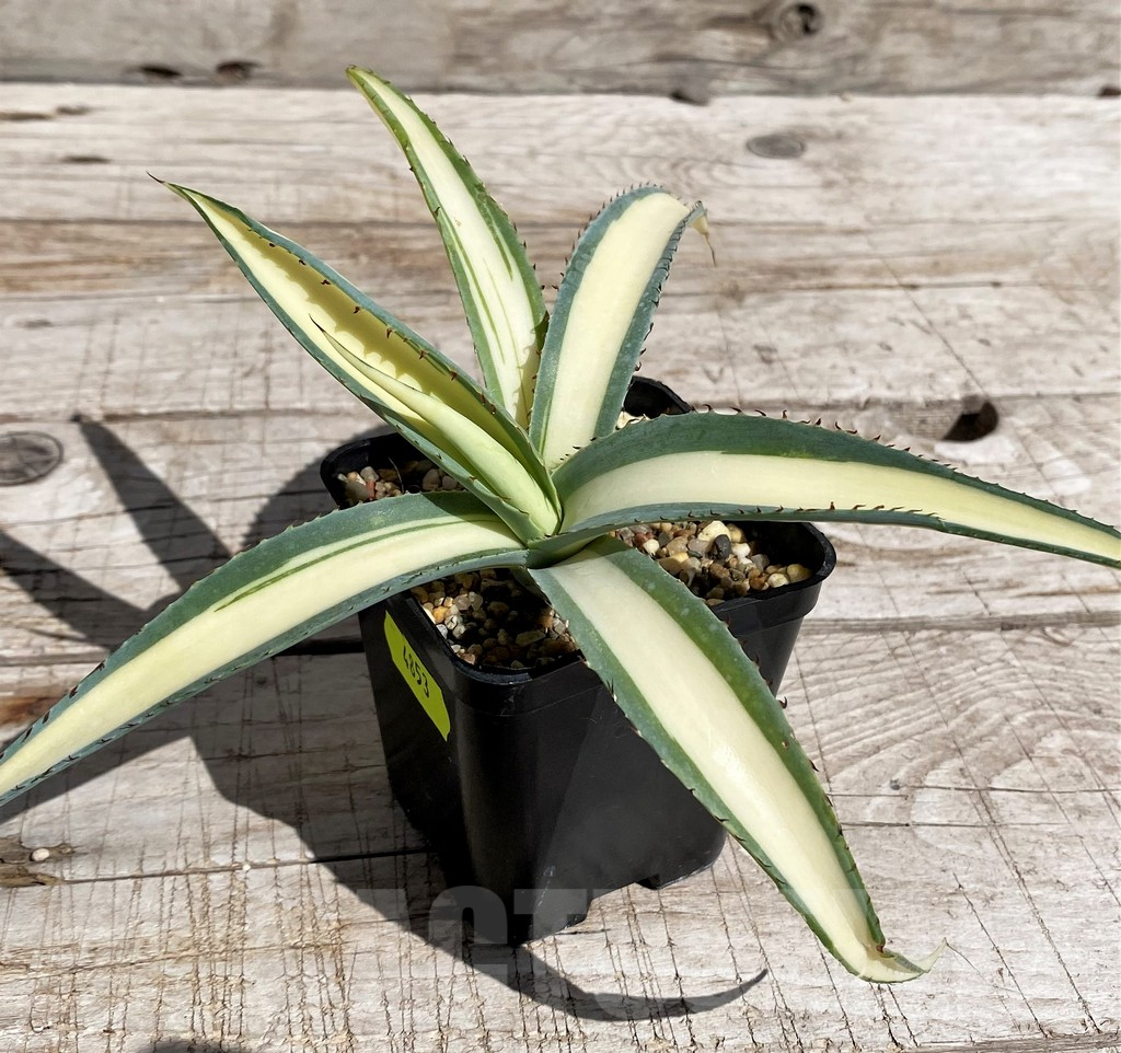 SH4853 Agave guiengola 'Mediopicta' - 画像 (2)