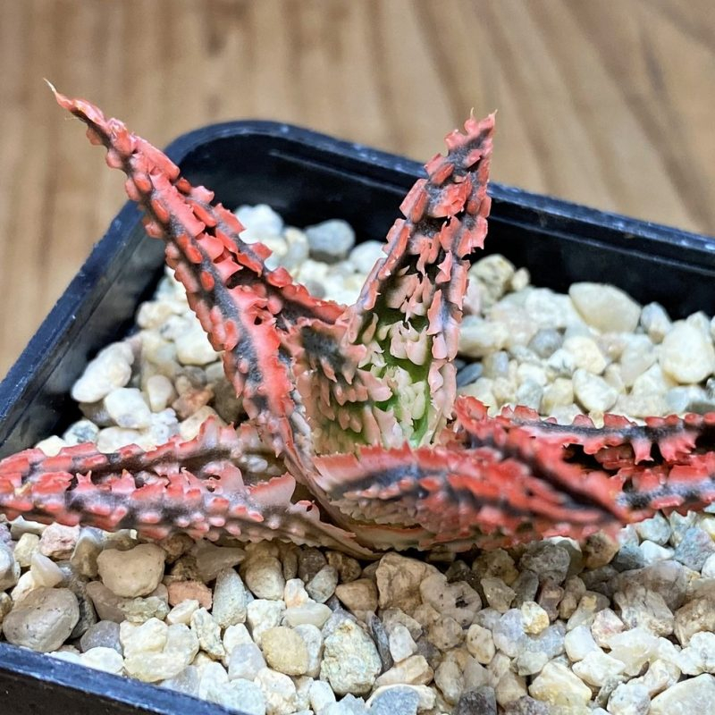 SH4804 Aloe TCT hybrid