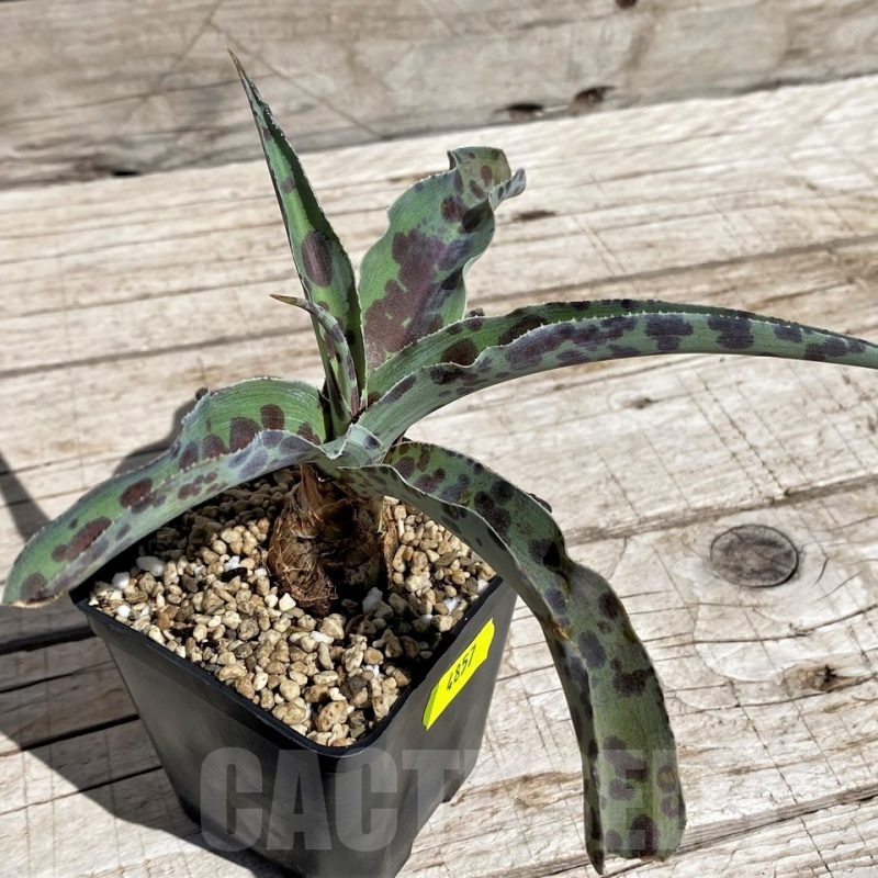 SH4857 Mangave 'Chocolate Chip'