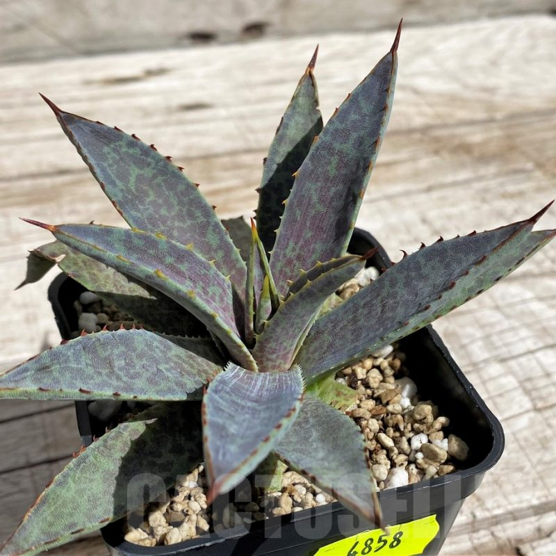 SH4858 Mangave ‘Bloodspot’