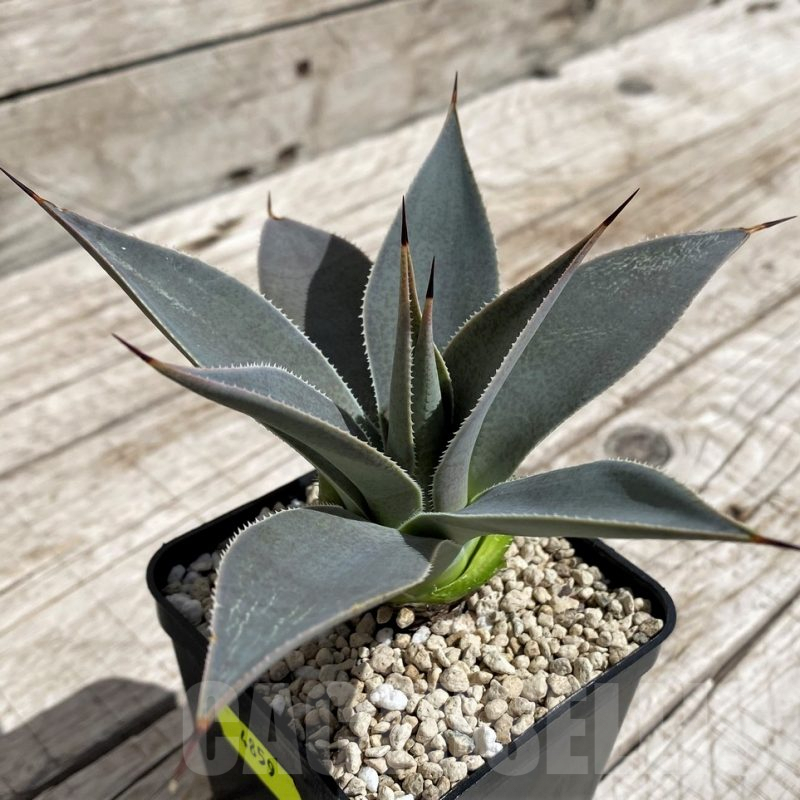 SH4859 Mangave ‘Lavender Lady’