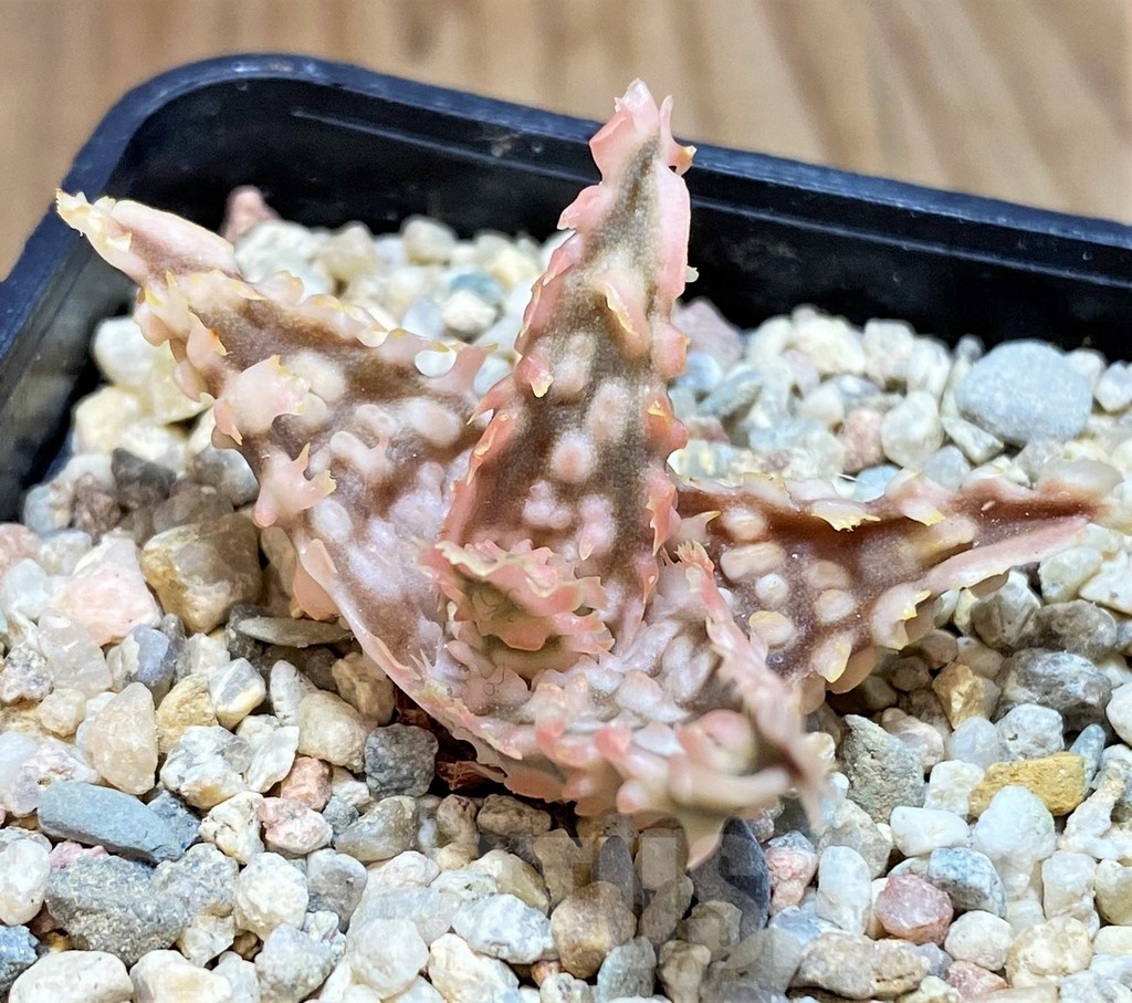 SH4799 Ale TCT hybrid