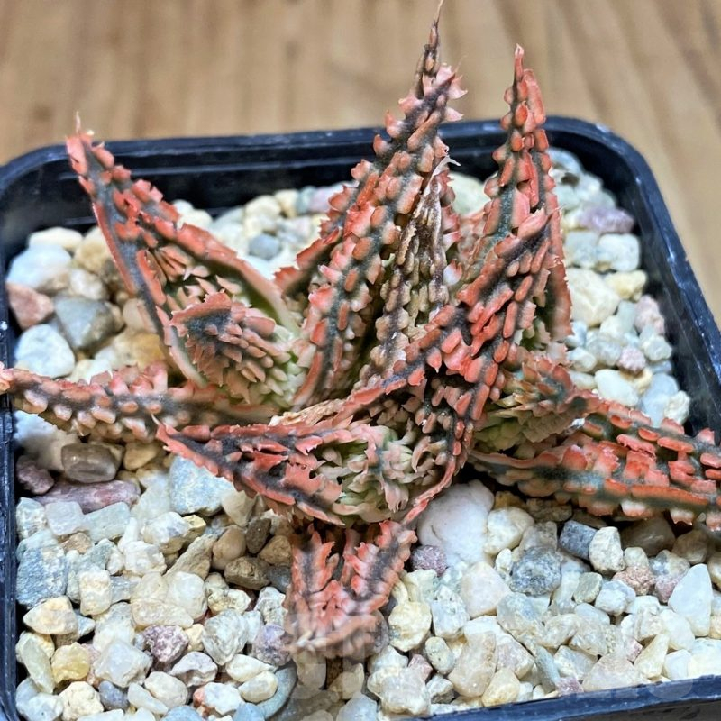 SH4805 Ale TCT hybrid