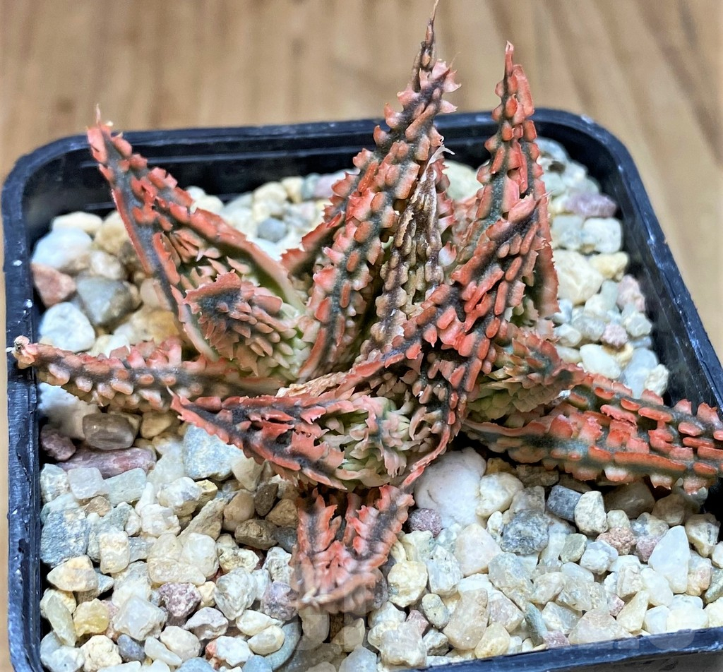 SH4805 Ale TCT hybrid