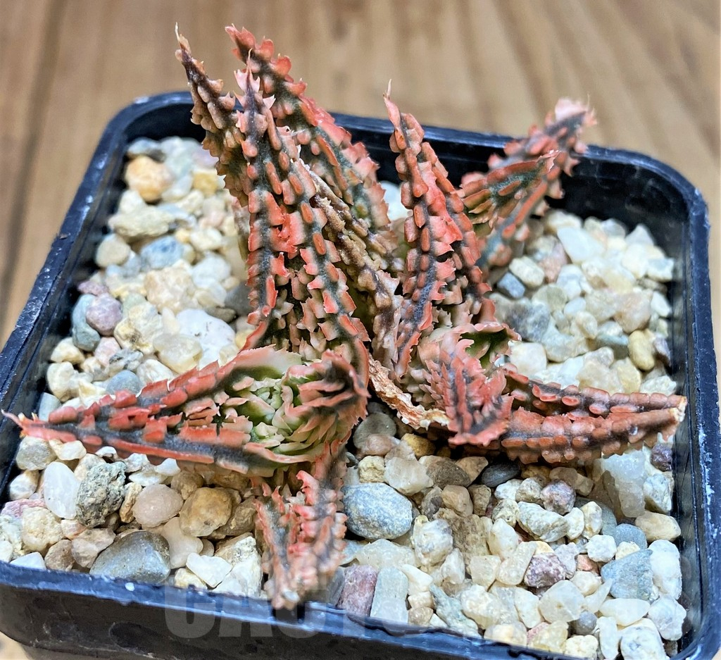 SH4805 Ale TCT hybrid - Image 2