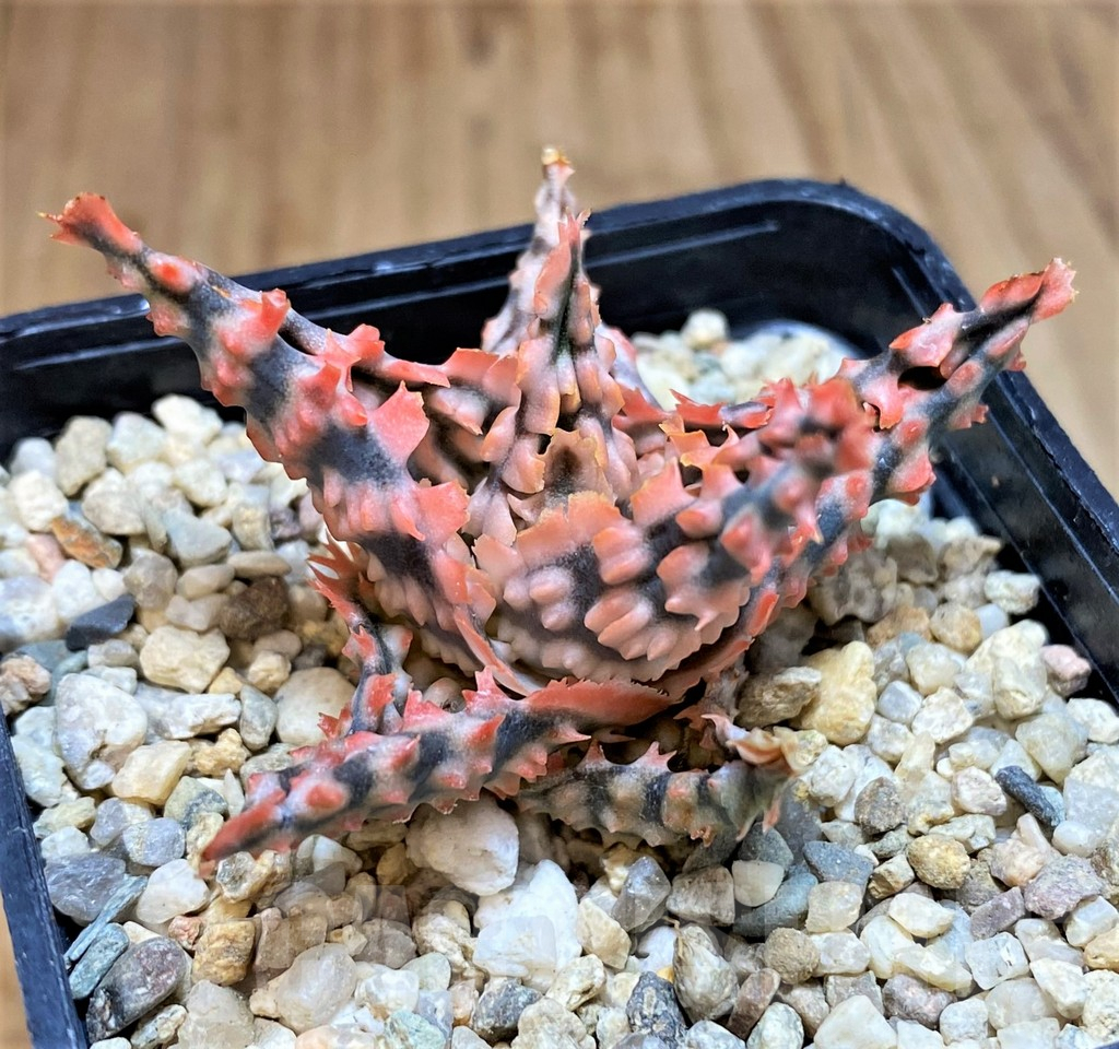 SH4806 Aloe TCT hybrid - immagine 2