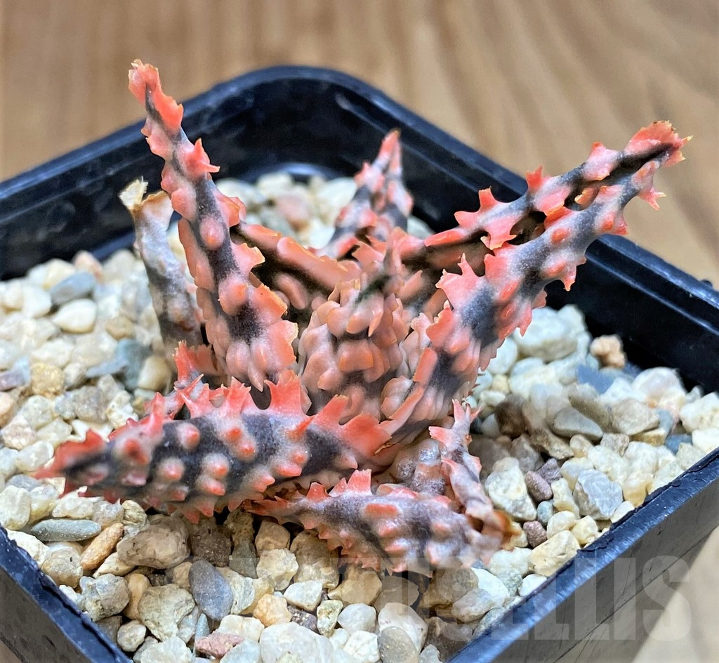 SH4806 Aloe TCT hybrid