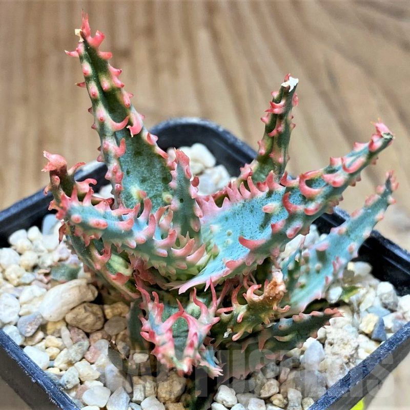 SH4807 Ale TCT hybrid