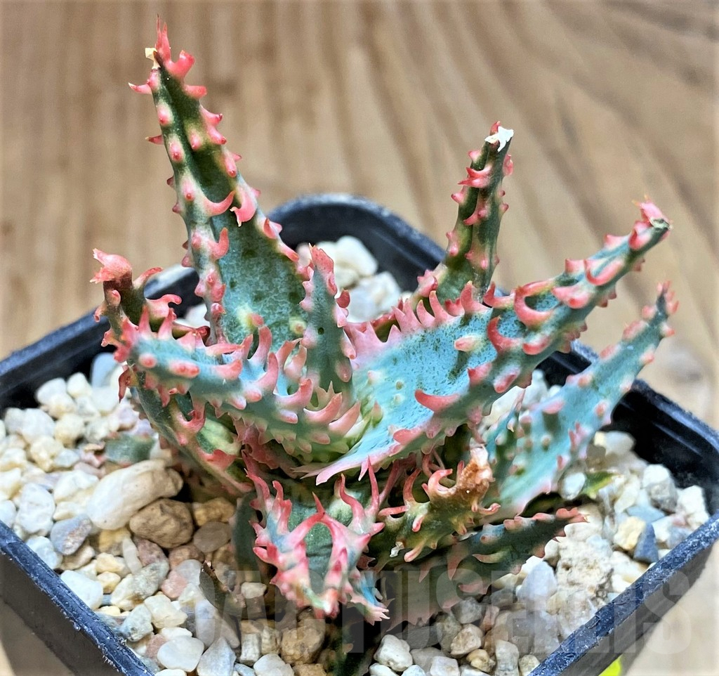 SH4807 Ale TCT hybrid