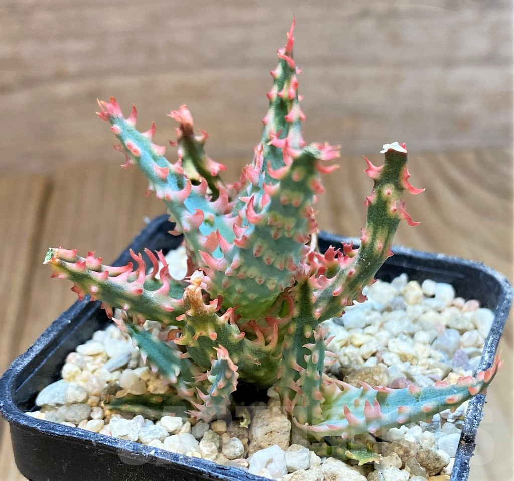 SH4807 Ale TCT hybrid - Зображення 2