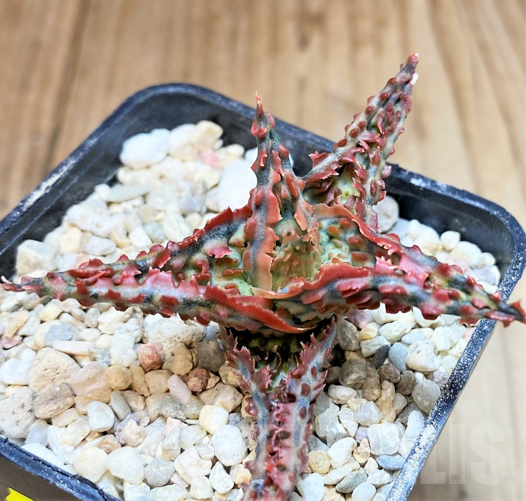 SH4808 Aloe TCT hybrid - immagine 3