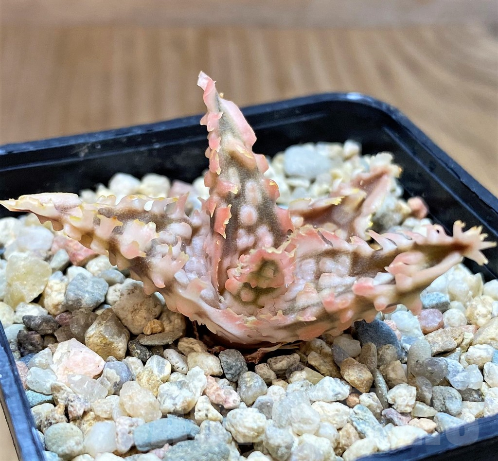 SH4799 Ale TCT hybrid - Image 2