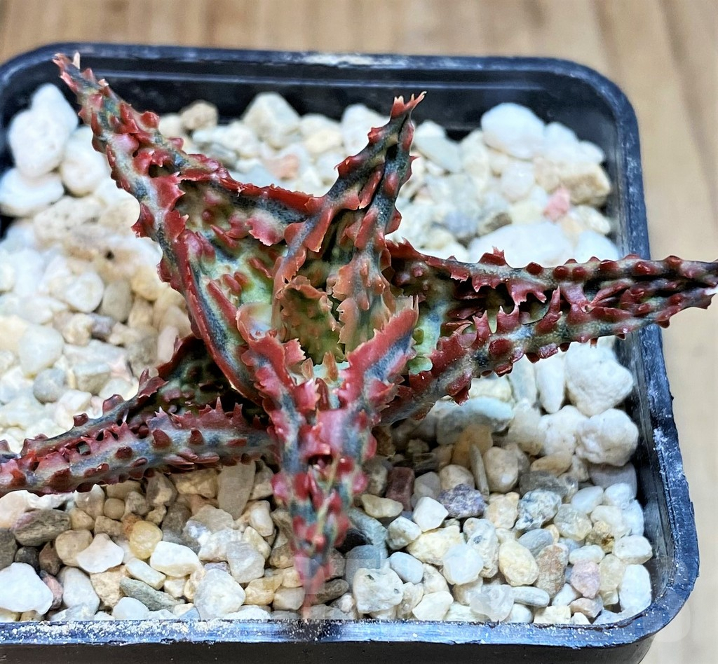 SH4808 Aloe TCT hybrid - immagine 2