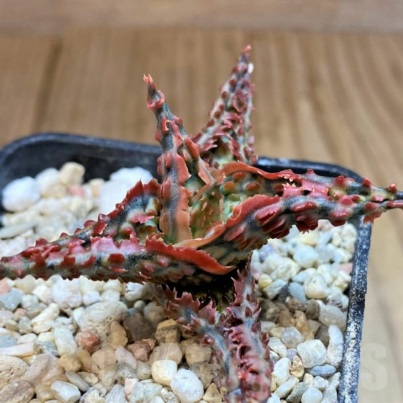 SH4808 Aloe TCT hybrid