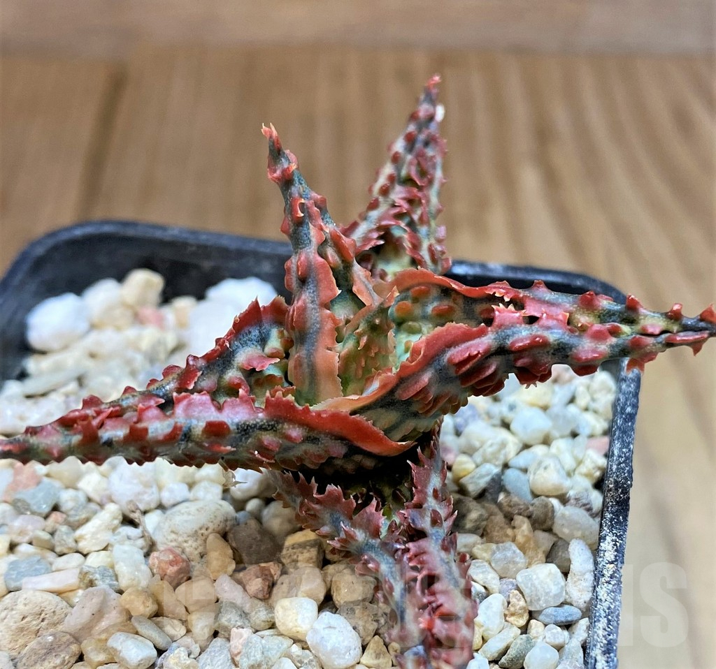 SH4808 Aloe TCT hybrid