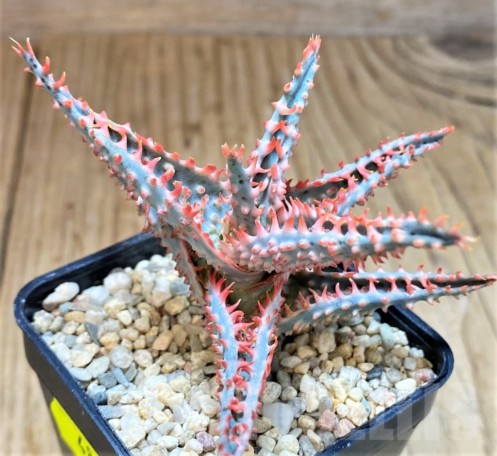 SH4809 Ale TCT hybrid - immagine 3