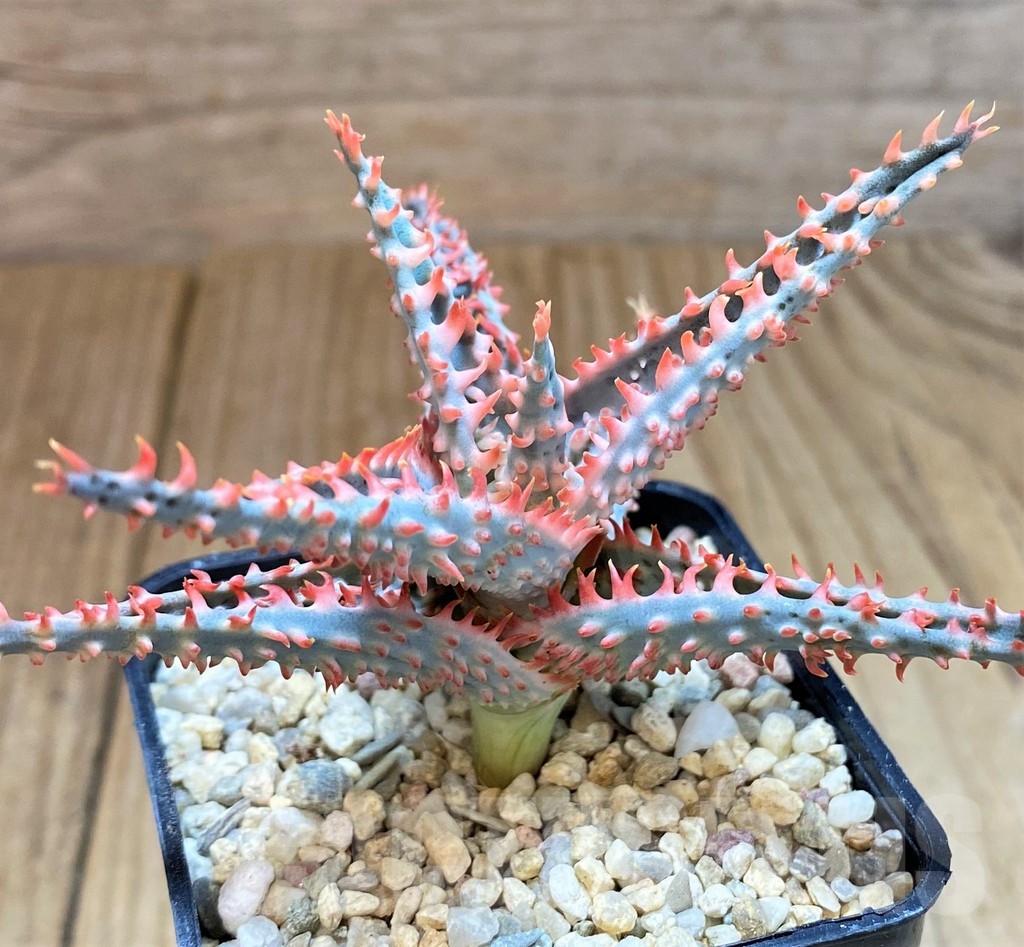 SH4809 Ale TCT hybrid - immagine 2