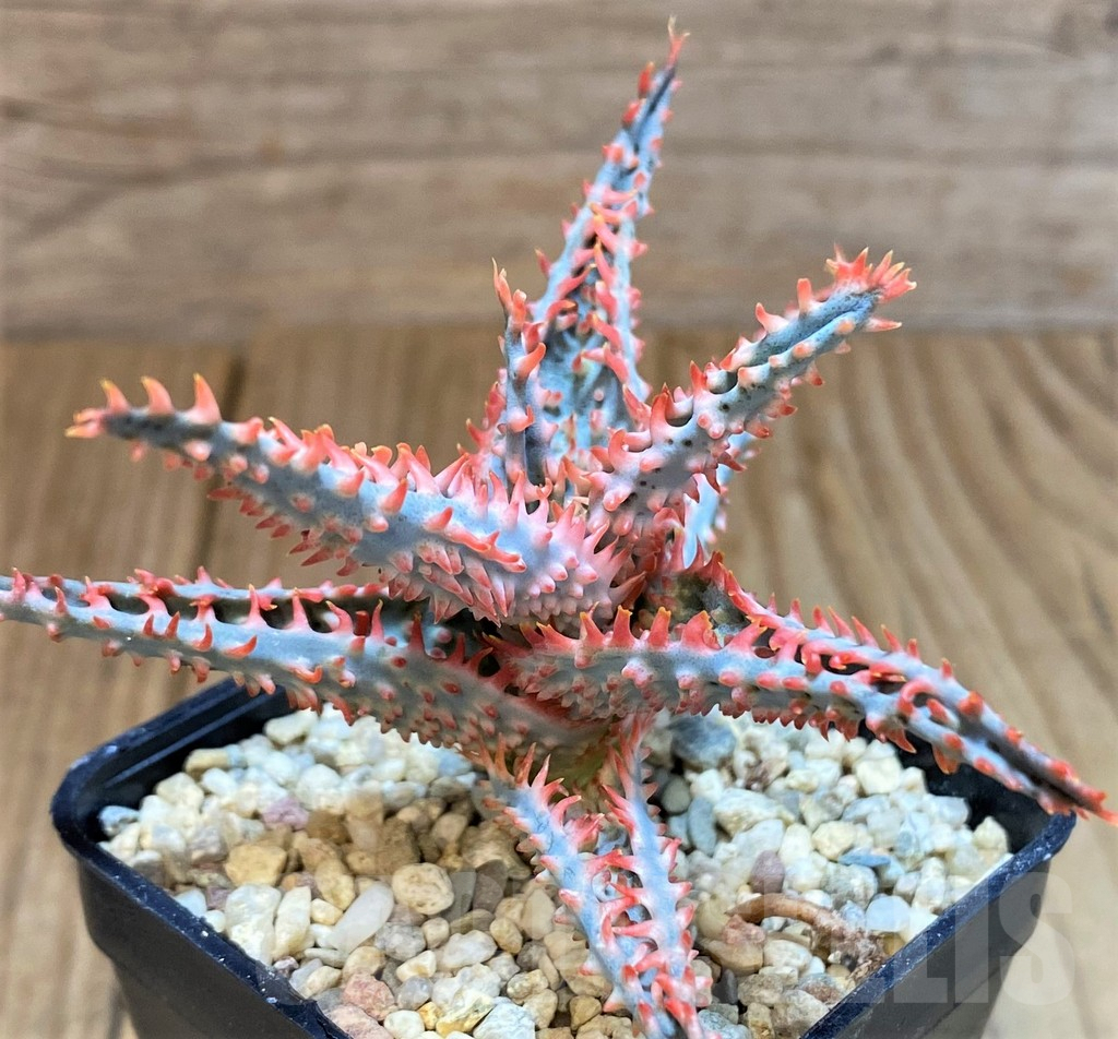 SH4809 Ale TCT hybrid