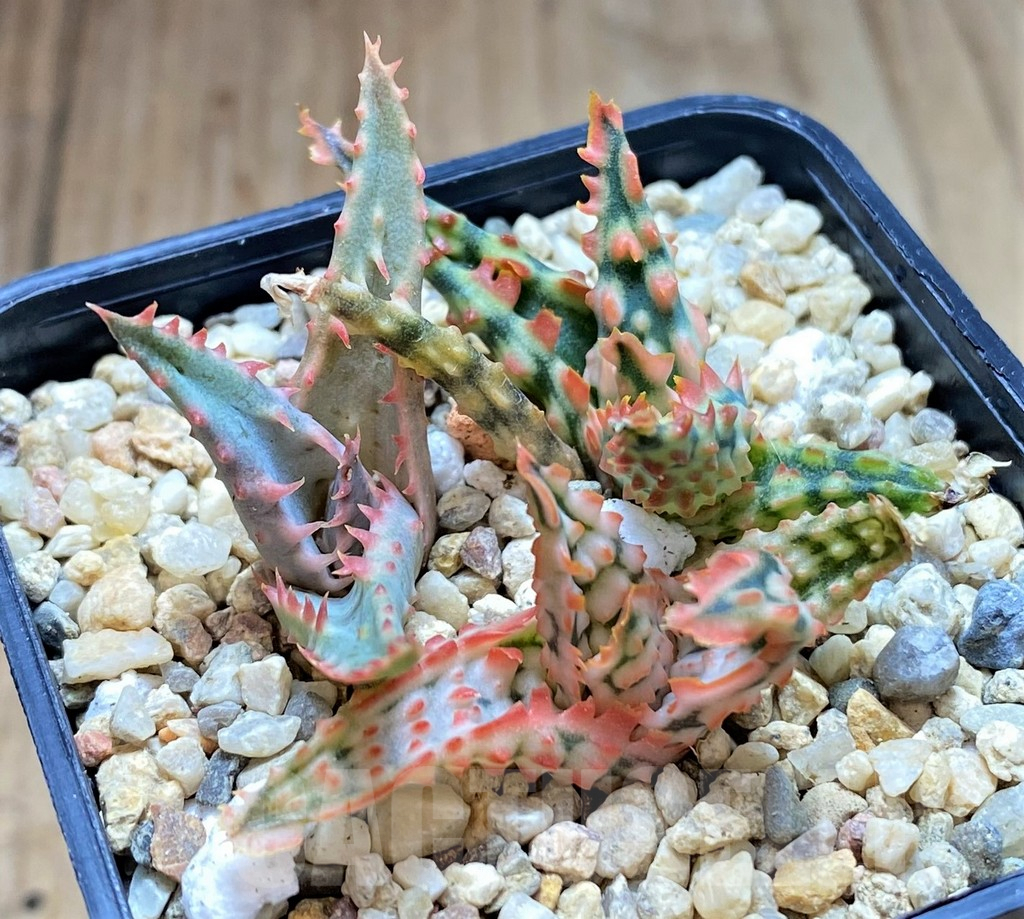 SH4810 Aloe TCT hybrid mix - Image 3