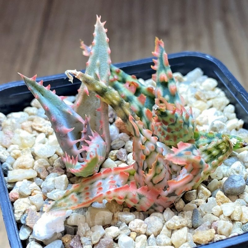 SH4810 Aloe TCT hybrid mix