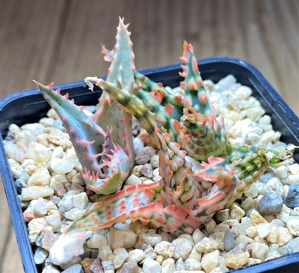 SH4810 Aloe TCT hybrid mix