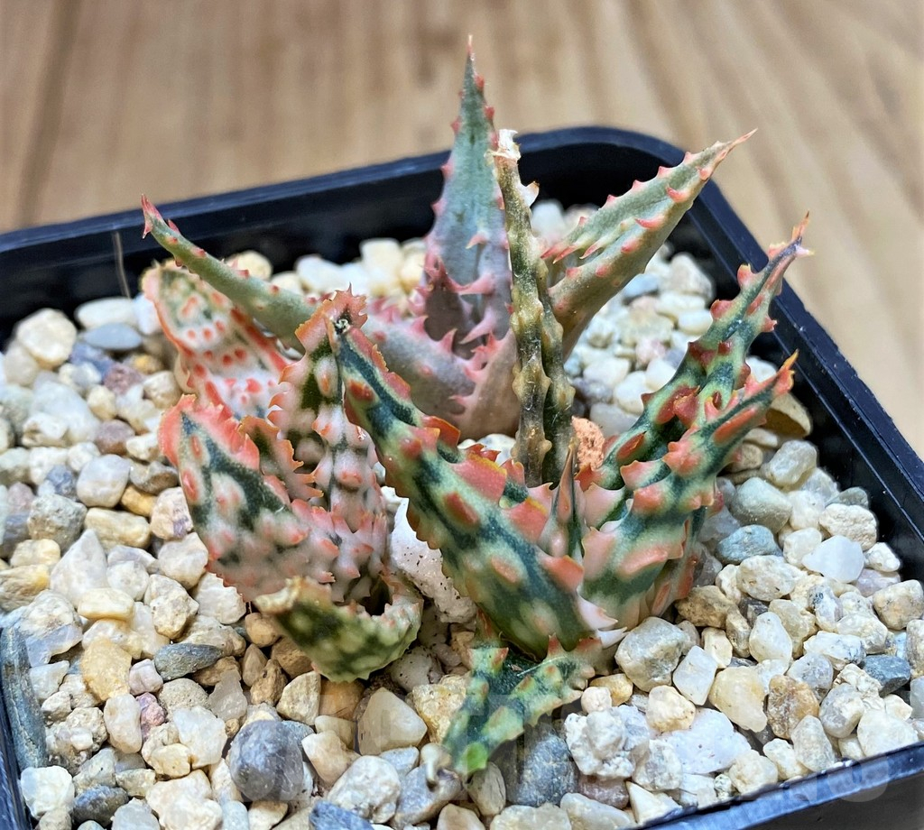 SH4810 Aloe TCT hybrid mix - Image 2