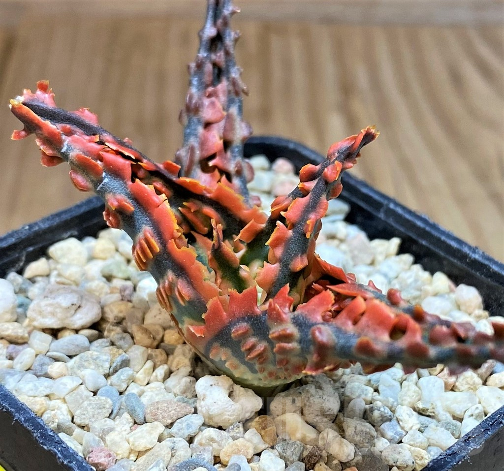 SH4811 Ale TCT hybrid