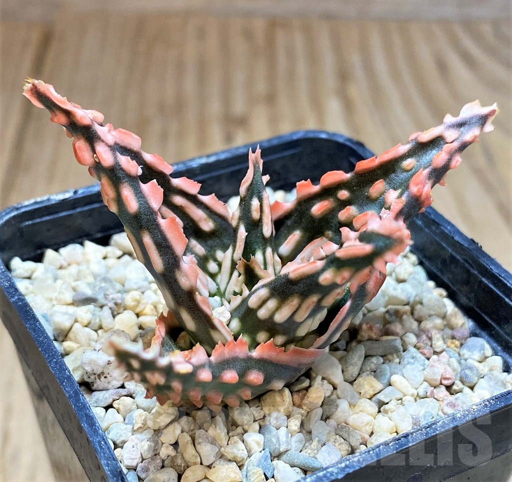 SH4812 Aloe TCT hybrid - Image 2